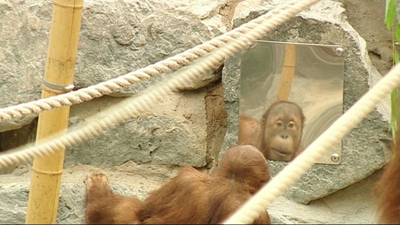 Ein Orang-Utan blickt in einen Spiegel. © Screenshot 