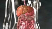 Modell der inneren Organe. © Screenshot 