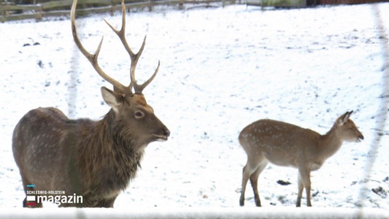 Ein Hirsch und eine Hirschkuh im Schnee. © Screenshot 