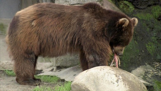 Ein großer brauner Bär frisst ein Stück Fleisch. © Screenshot 