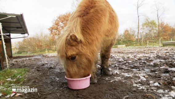 Ein Shettland-Pony frisst aus einem Napf auf einer Weide. © Screenshot 