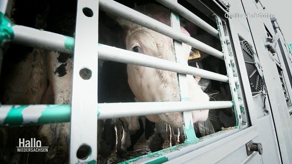 Rinder hinter Gittern auf einem Transport. © Screenshot 