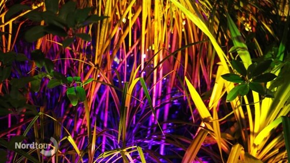 Mit bunten Lichtern angestrahlte Pflanzen. © Screenshot 