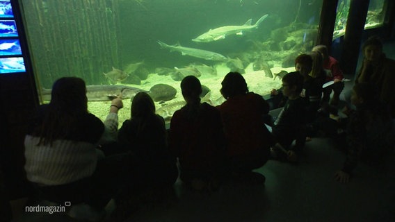 Junge Menschen stehen vor einem großen Aquarium. © Screenshot 