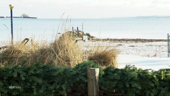 Eine Küstenszene bei der im Hintergrund das Meer und im Vordergund Tannennadeln zu sehen sind. © Screenshot 