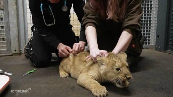 Ein Löwenbaby wird geimpft. © Screenshot 