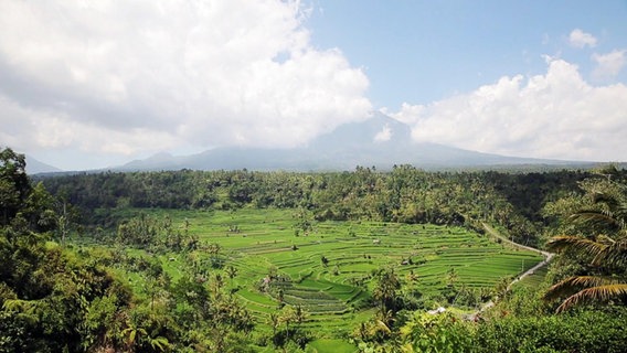 Blick über die grünen Reisterrassen auf Bali. © Screenshot 