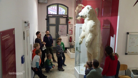 Eine Gruppe Kinder bestaunt einen ausgestopften Eisbär. © Screenshot 
