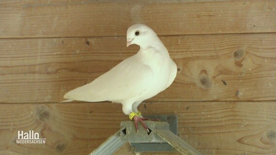 Eine weiße Taube auf einem Stück Holz. © Screenshot 