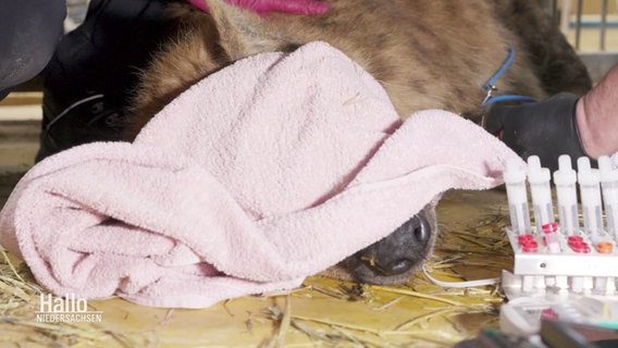 Nahaufnahme von einer narkotisierten Hyäne, die ein rosa Tuch über den Augen liegen hat. © Screenshot 