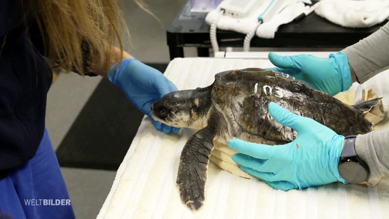 Eine Meeresschildkröte wird untersucht. © Screenshot 