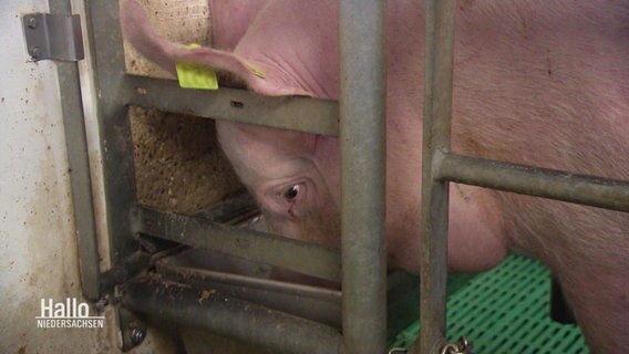 Ein Schwein steht auf engem Raum hinter Gitterstäben. © Screenshot 