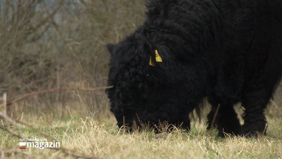 Ein schwarzes Galloway-Rind frisst Gras. © Screenshot 