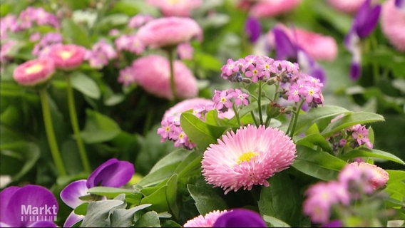 Violett- und rosefarbene Blumen © Screenshot 