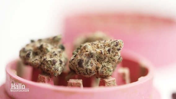 In einem rosafarbenen Grinder liegen zwei Knollen Cannabis. © Screenshot 