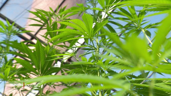 Cannabis-Pflanzen in einem Gewächshaus © Screenshot 