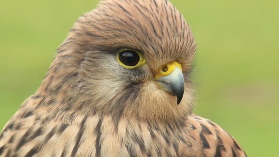 Ein Falke im Wildpark Eekholt. © Screenshot 
