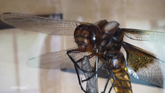 Eine Nachbildung einer Libelle in einem Museum. © Screenshot 