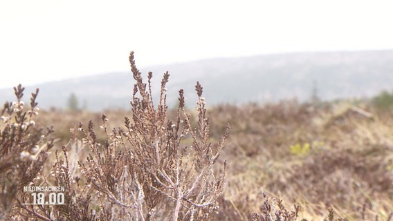 Heidekraut in einer Moorlandschaft © Screenshot 