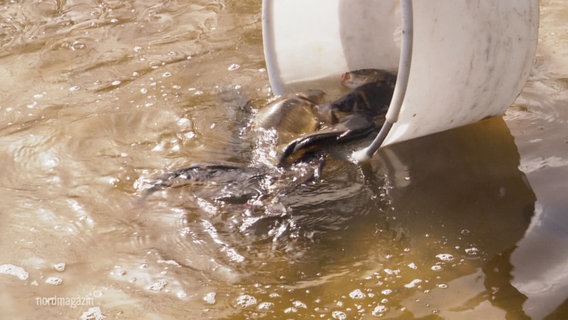 Karpfen werden aus einem Eimer ins Gewässer gekippt. © Screenshot 