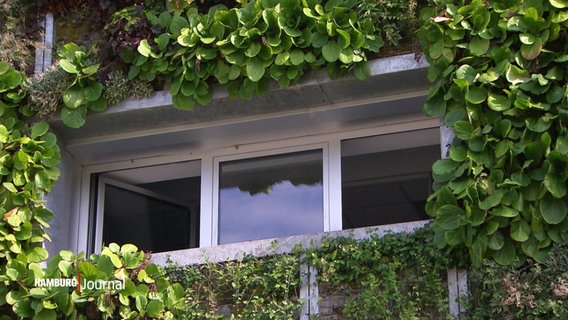 Eine Hausfassade ist mit Pflanzen um ein Fenster begrünt. © Screenshot 