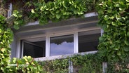 Eine Hausfassade ist mit Pflanzen um ein Fenster begrünt. © Screenshot 