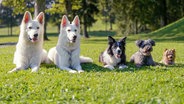 Fünf Hunde liegen auf einer Wiese. (extra 3 vom 18.04.2024 im Ersten) © NDR 