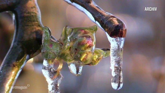 Eiszapfen hängen von knospenden Apfelbaumtrieben. © Screenshot 