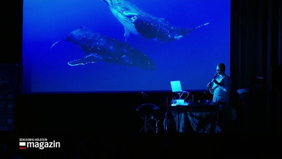 Eine Leinwand mit projizierten Walen. Davor ein Musiker. © Screenshot 