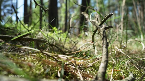 Trockener Waldboden © Screenshot 