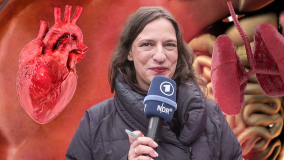 Reporterin Caro Korneli vor Herz, Lunge und Darm. (extra 3 vom 16.05.2024 im Ersten) © NDR 