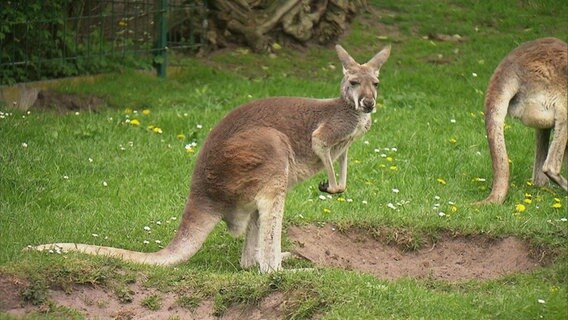 Kleines Känguru auf der Wiese. © NDR 