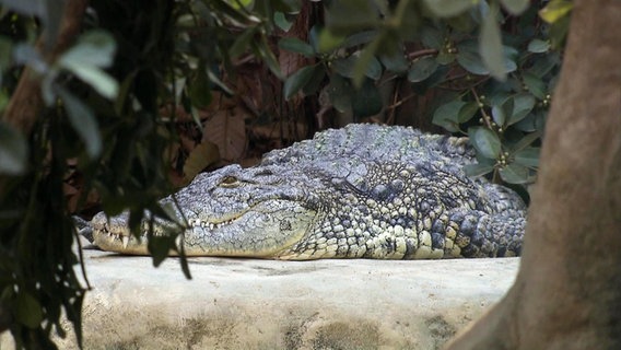 Ein Krokodil im Zoo. © NDR 