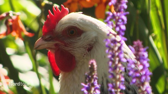 Ein Huhn versteckt sich in den Blumen.  