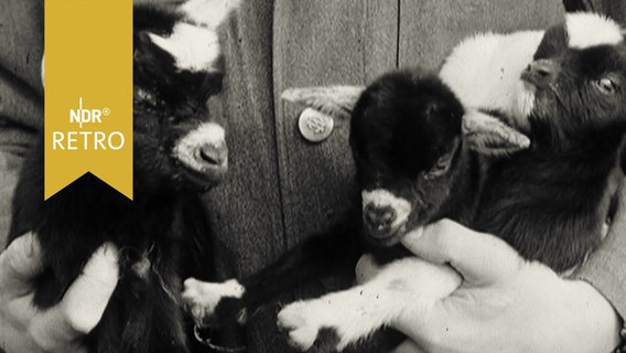 Drei Zwergziegen auf dem Arm eines Tierpflegers (1961)  