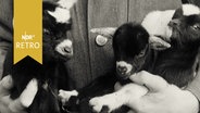 Drei Zwergziegen auf dem Arm eines Tierpflegers (1961)  