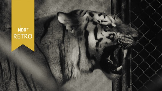 Tiger im Gehege des Tierparks Hagenbeck (1965)  