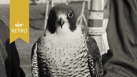 Falke sitzt auf dem Arm eines Falkners und blickt zur Kamera (1965)  