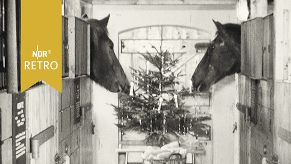 Zwei Pferde schauen aus ihren Boxen auf einen kleinen geschmückten Weihnachtsbaum (1965)  