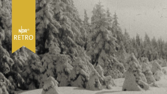 Verschneiter Tannenwald im Harz 1962  