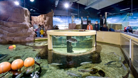 Ein Becken mit Nordsee-Fischen im Sylt-Aquarium © imago/imagebroker 