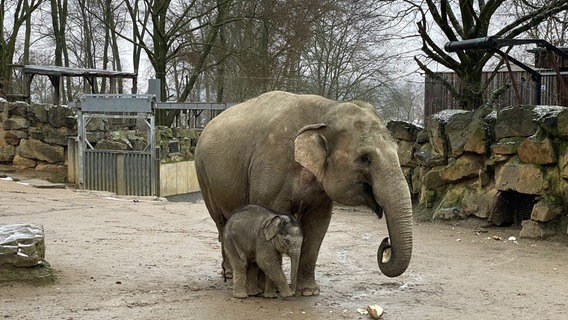 Nachwuchs im Zoo Osnabrück - Elefantenbaby Yaro darf auch im Winter mit Mama Doanita nach draußen, allerdings nur für etwa eine Stunde. Die Gefahr, dass sie sich erkälten, ist zu groß. © NDR/CANDEO/Thorsten Schöntaube 
