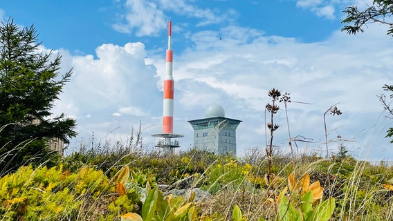 Blick vom Alpinen Gebirgsgarten auf die Brockenkuppe. © NDR/Katrin Richter 