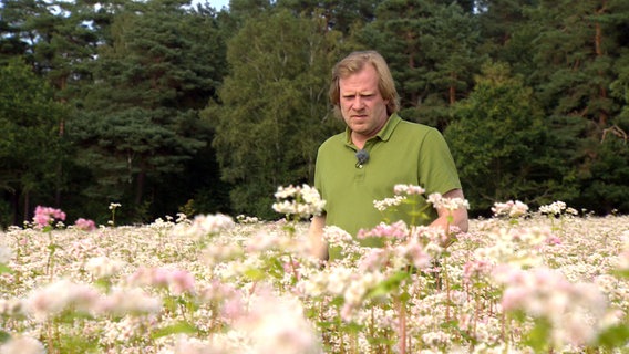 Auf seinen sandigen Heideböden baut Jan Meyer den anspruchslosen und hitzeresistenten Buchweizen an. © NDR/TV Plus 