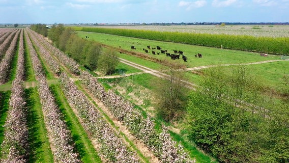 Das Alte Land in Niedersachsen ist mit 12.000 Hektar das größte Obstanbaugebiet Nordeuropas. © NDR/MFG-Film 