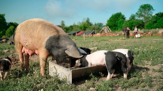Alle Schweine sind die allermeiste Zeit draußen auf den Weiden. © NDR 
