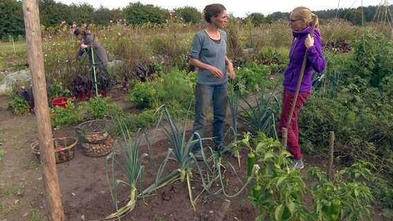 So klappt das Gemüsegärtnern: Landwirtin Eva Meyerhoff vom Oesenhof (M.) gibt Mirjam Gebers (r.) begehrte Praxis-Tipps. © NDR/Sabine Zessin 