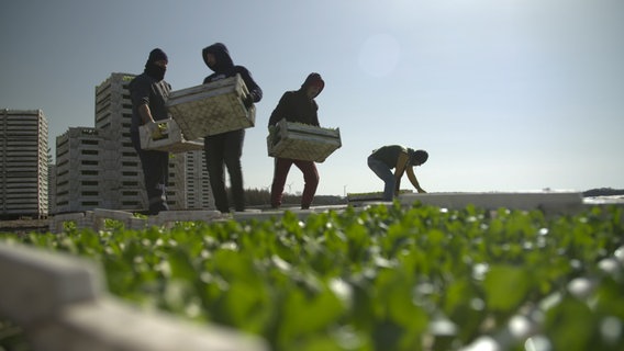 Erntehelfer bei der Arbeit. © NDR 