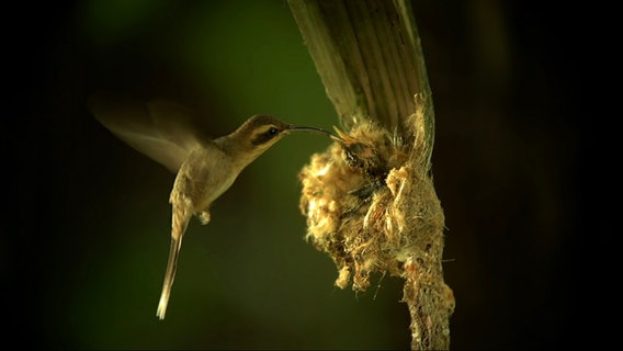 Ein Kolibri füttert seine Jungen im Nest  