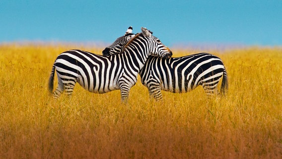 Während der Paarungszeit müssen Zebras ihre Reviere in der Serengeti verteidigen. © NDR/Doclights Naturfilm/Jeff Wilson/Silverback Films 